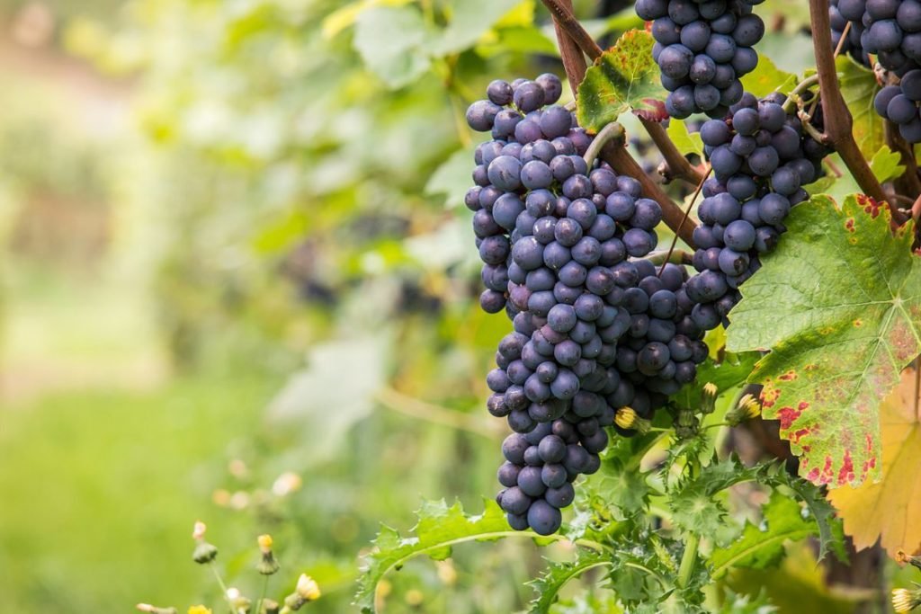 vinos y uvas pinot noir