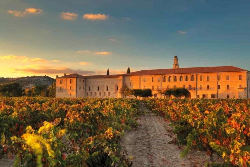 Bodegas y viñedos