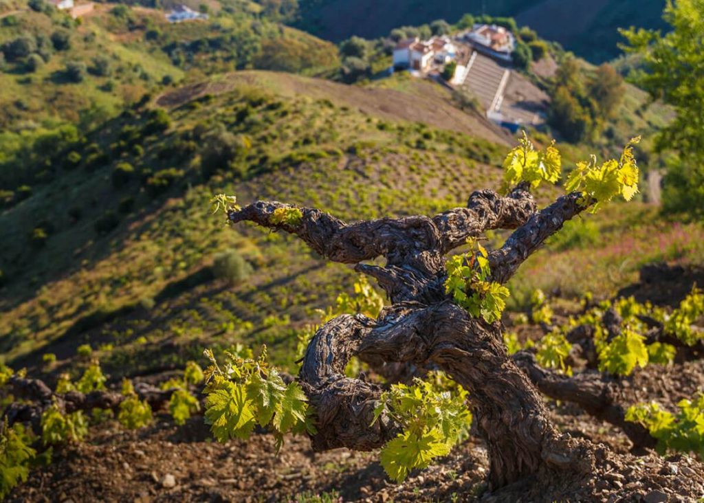 old vineyard on slope