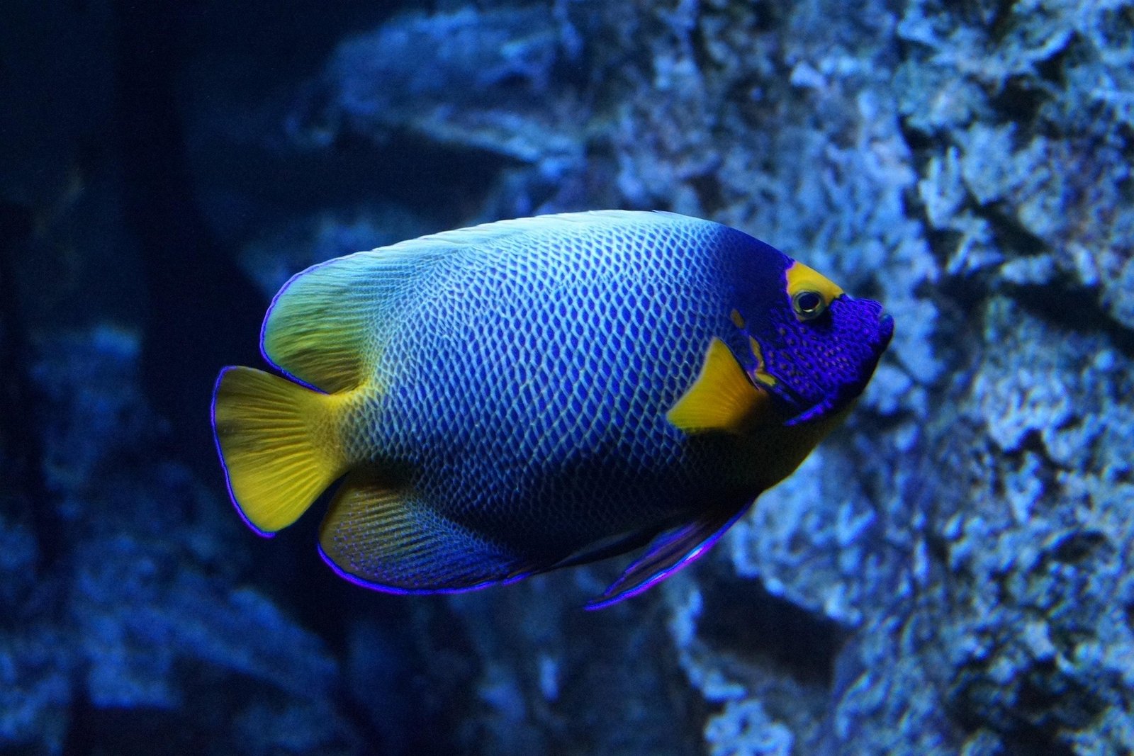 Acuario de Madrid: 1 Guía Completa para Visitar el Mejor Acuario de la Capital 2 Wine Gogh