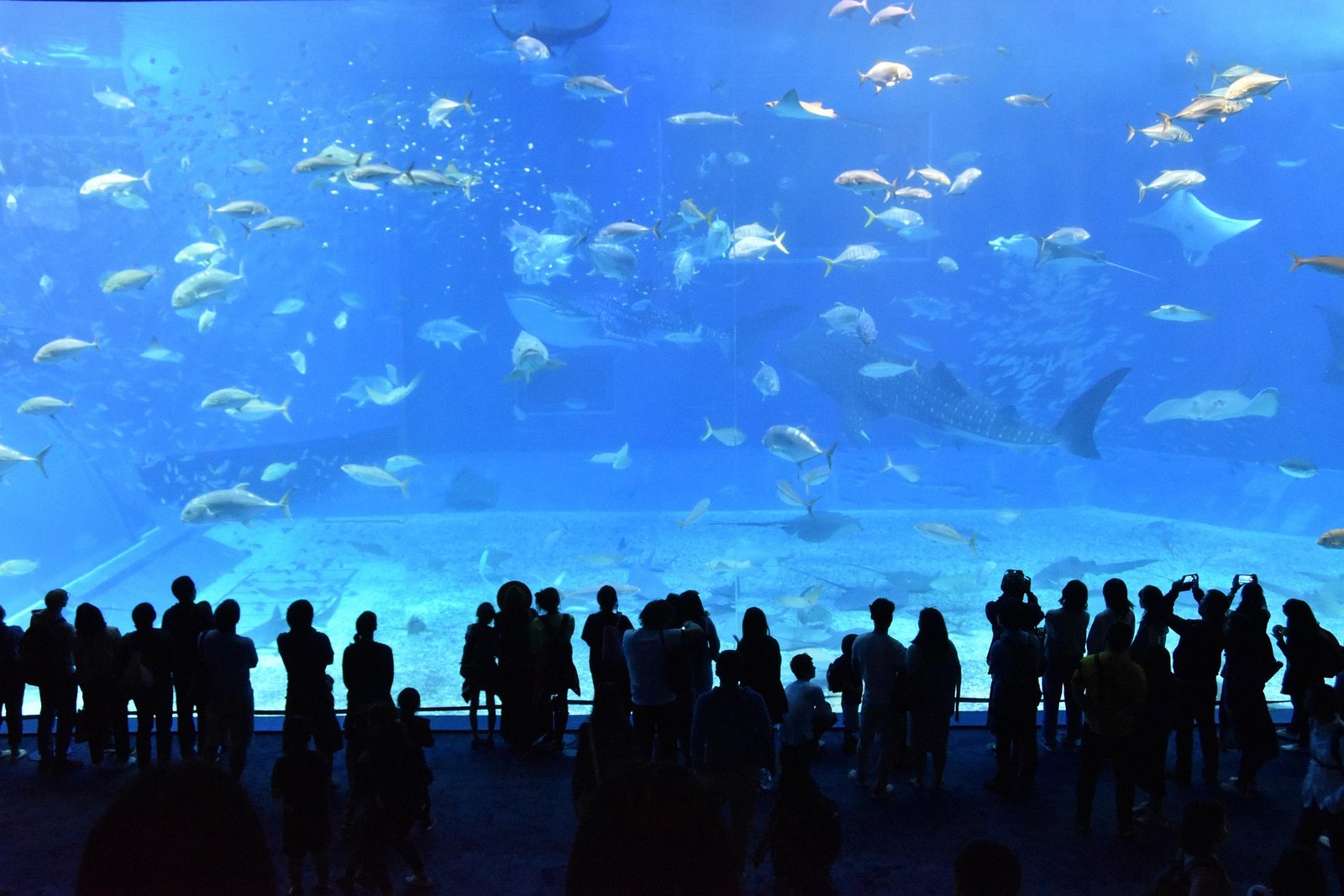 Acuario de Madrid: 1 Guía Completa para Visitar el Mejor Acuario de la Capital 1 acuario de madrid