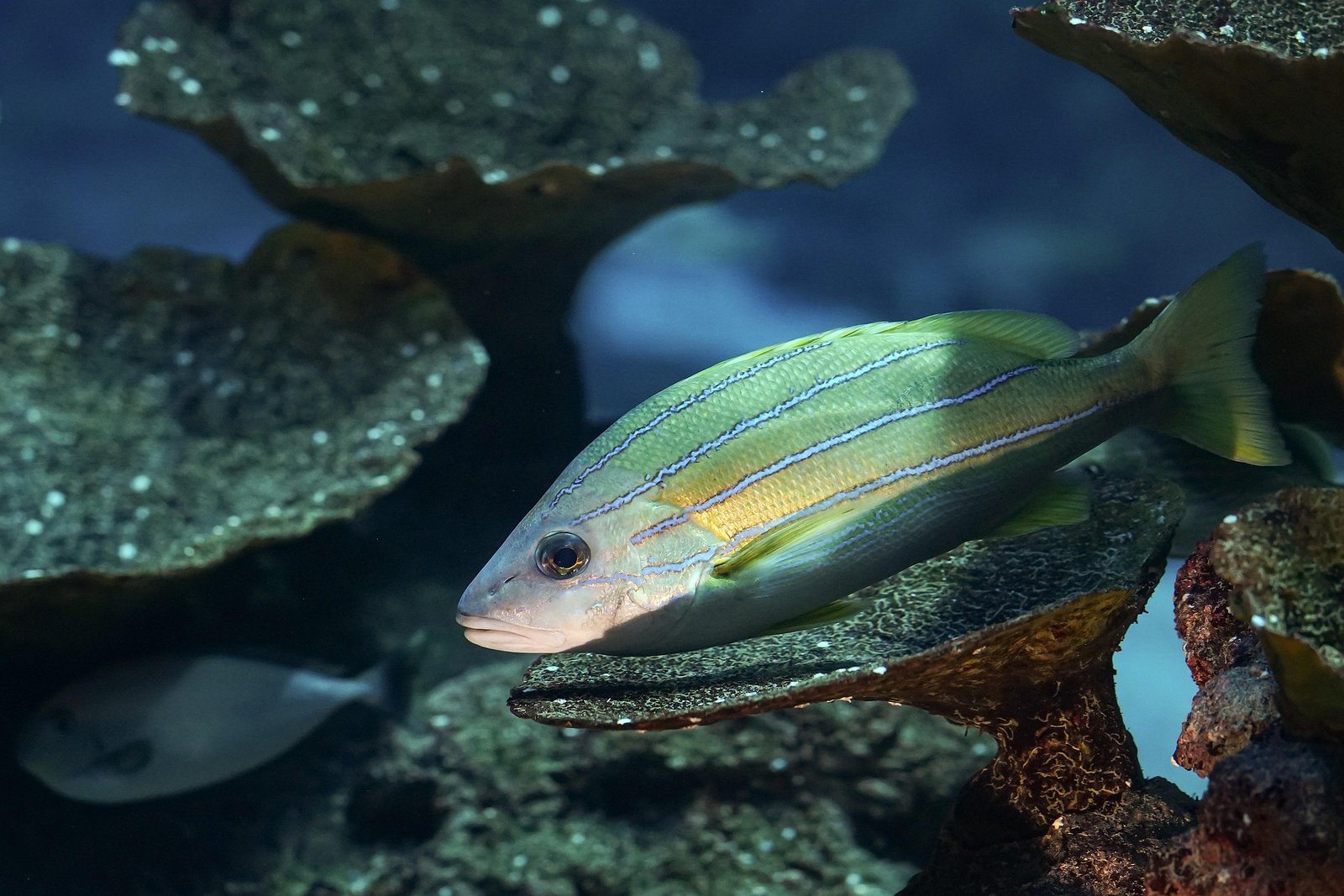Acuario de Sevilla: 1 Guía Completa para una Visita Inolvidable 1 acuario de sevilla