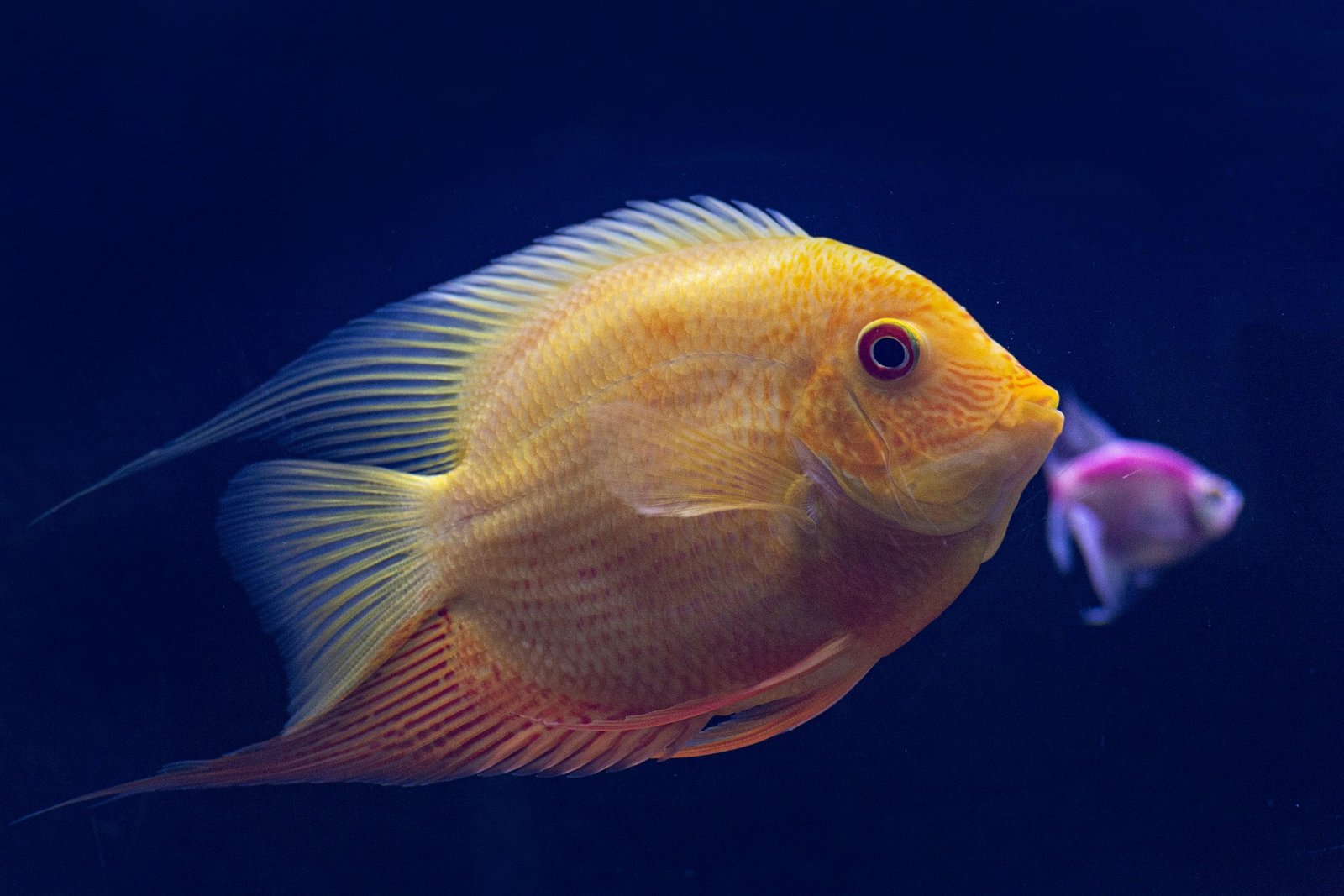 Acuario de Málaga: 1 Guía Completa para Visitar el Mejor Acuario de Andalucía 2 Wine Gogh