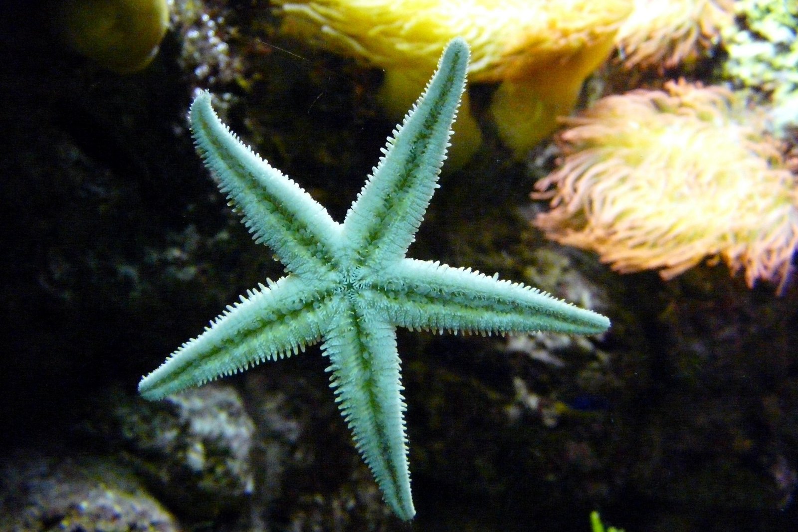 Descubre el Acuario de Valencia: El Mayor Oceanográfico de Europa 1 acuario de valencia